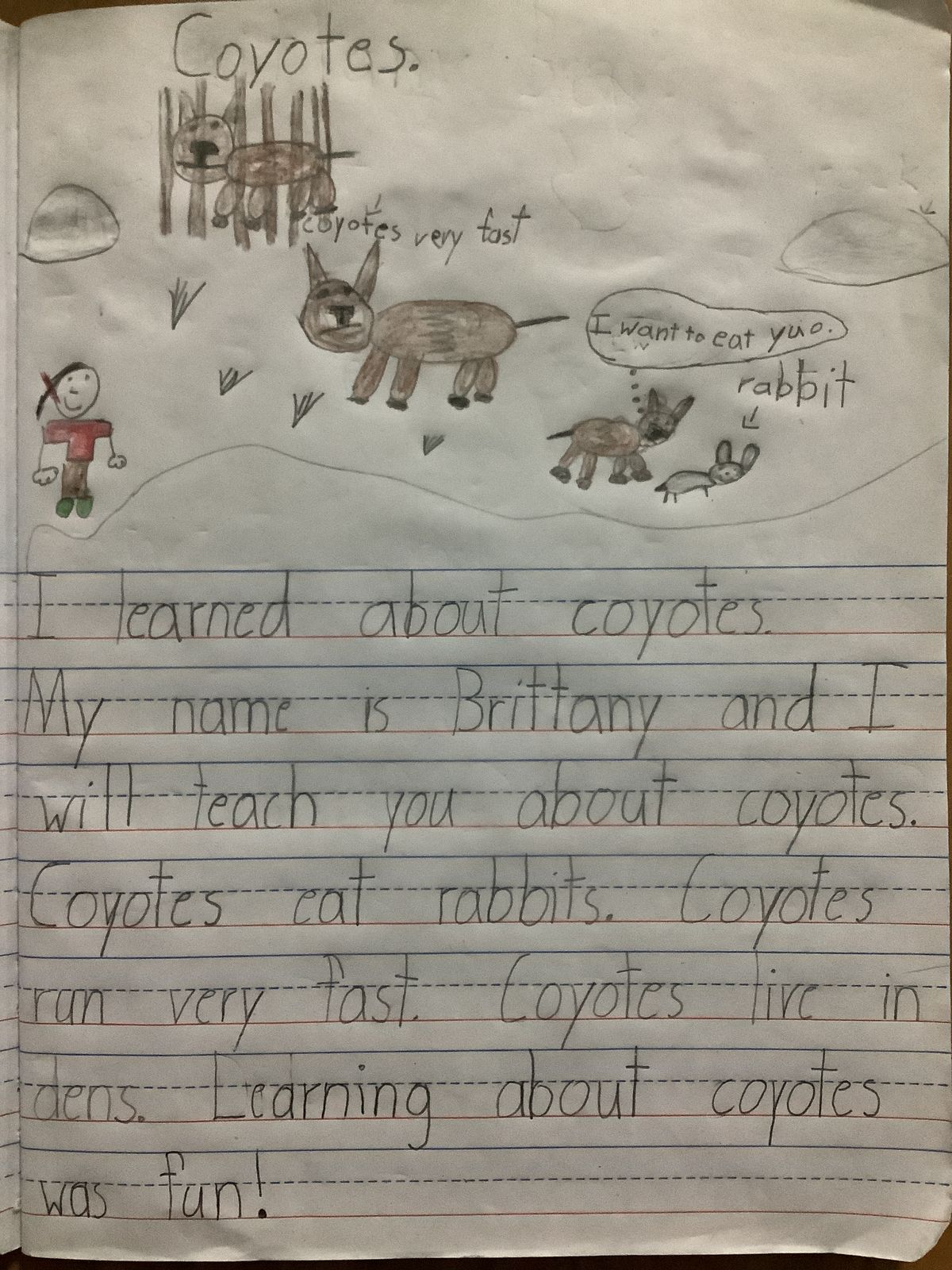 Student writing and drawing about coyotes