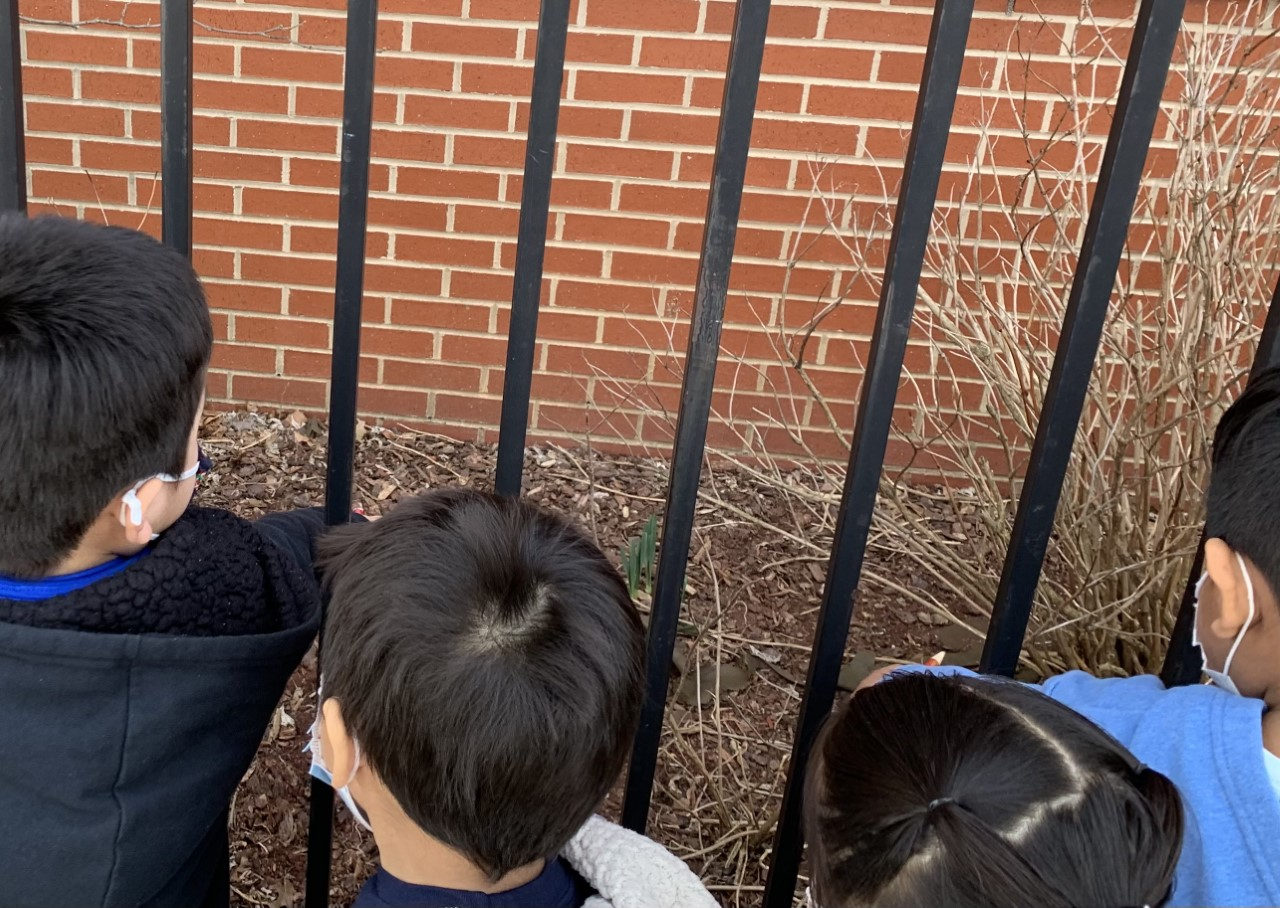 Students looking closely at plants behind the school fence