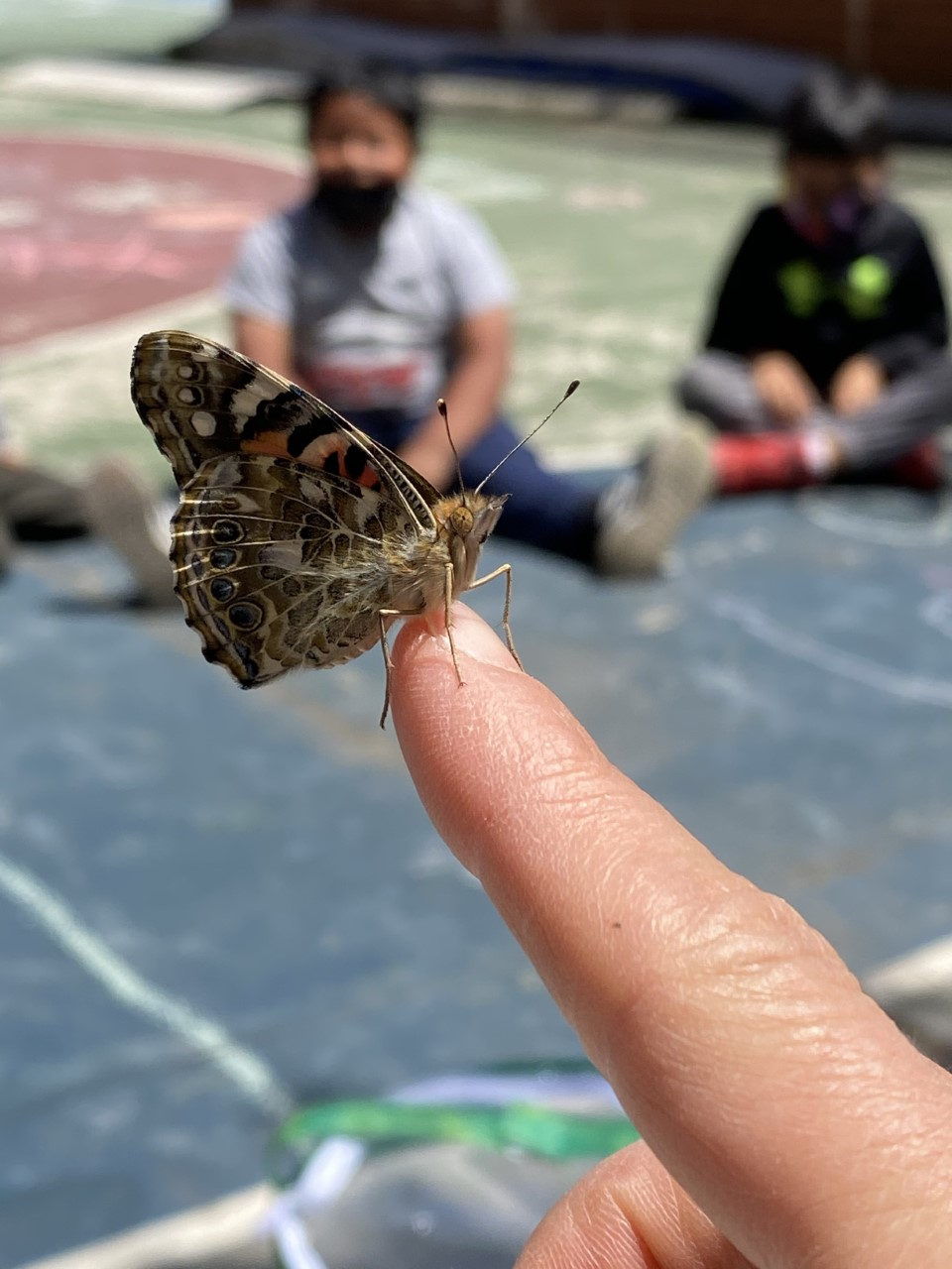 Butterfly perched on a fingertip as students watch
