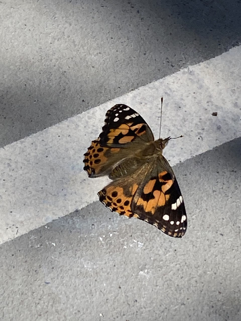 Painted lady butterfly resting on the pavement