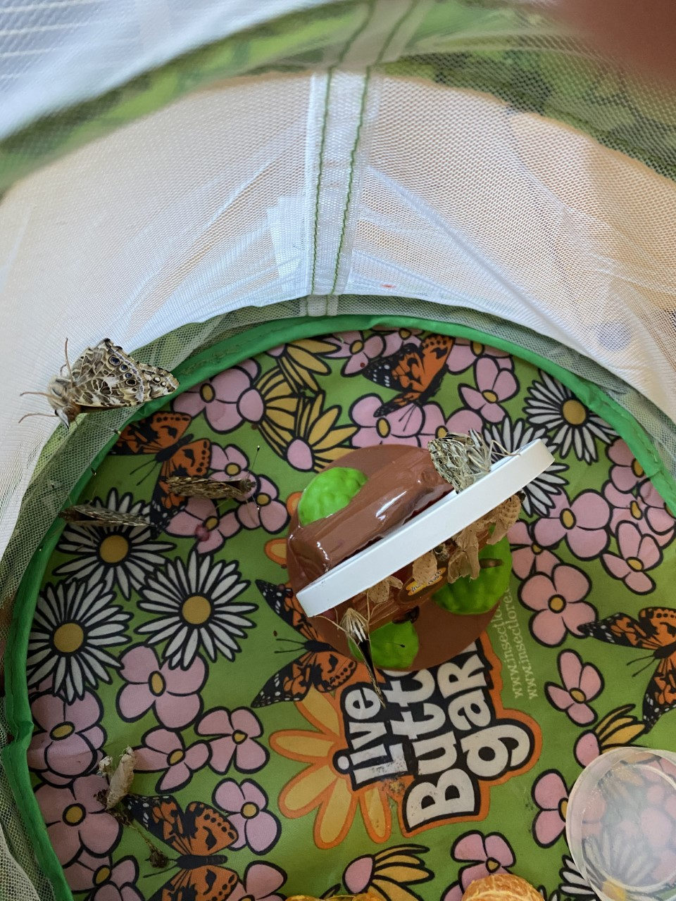 Butterflies inside a mesh butterfly habitat