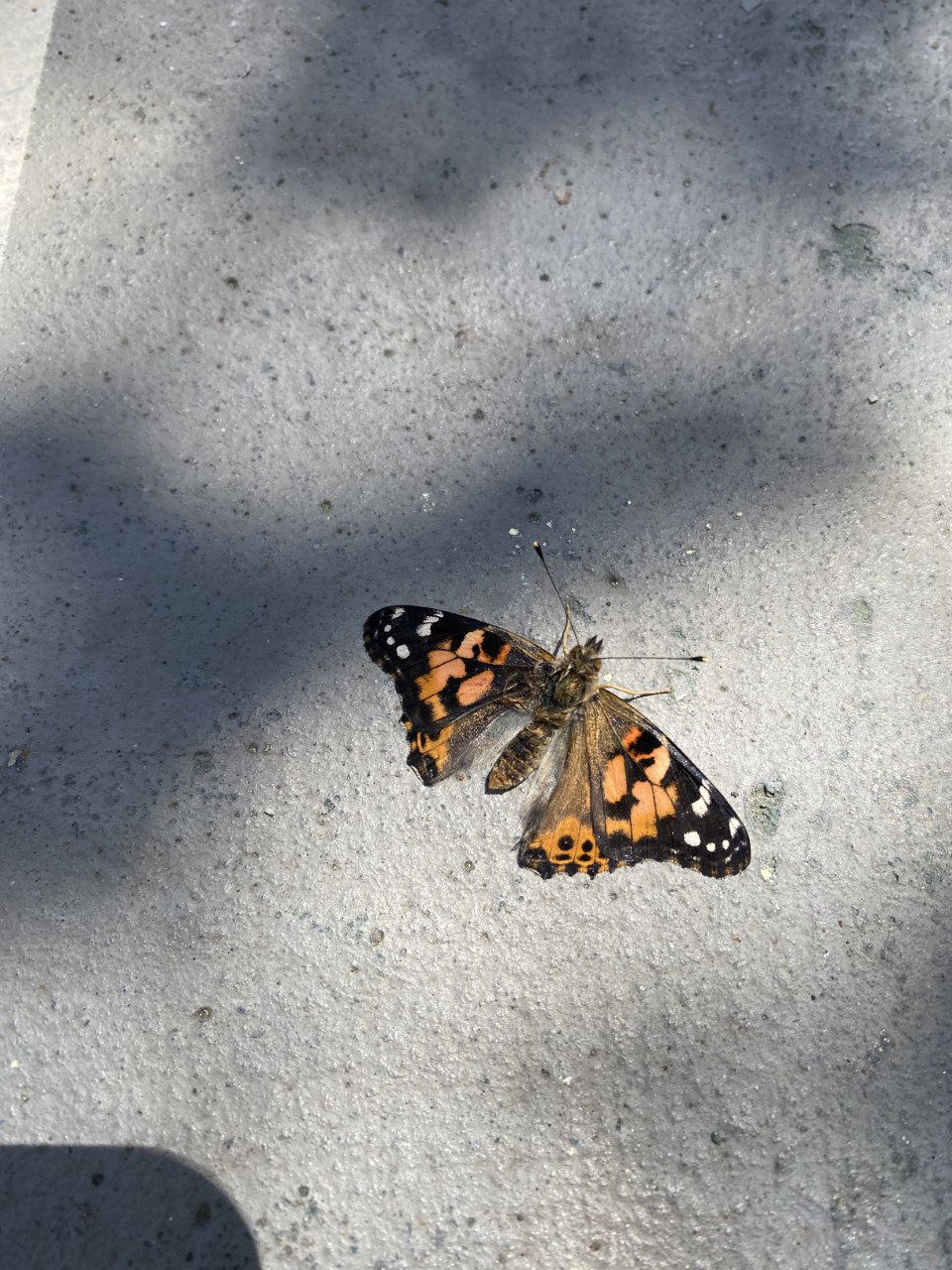 Painted lady butterfly on the pavement after its release