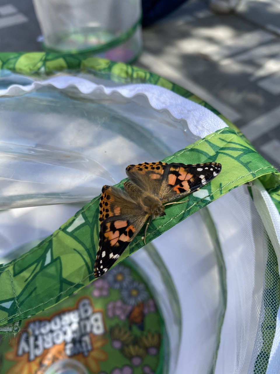 Butterfly on the edge of the mesh habitat