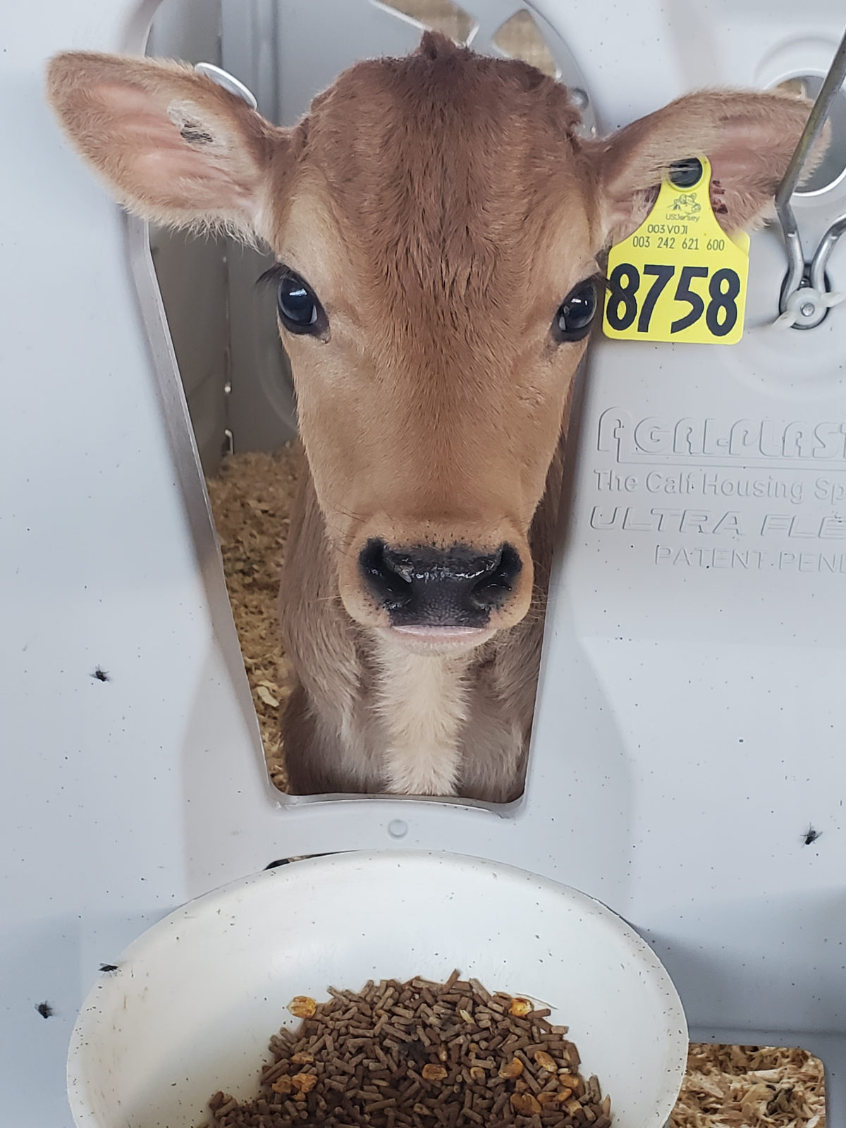 Penny looks up from her pail of grain