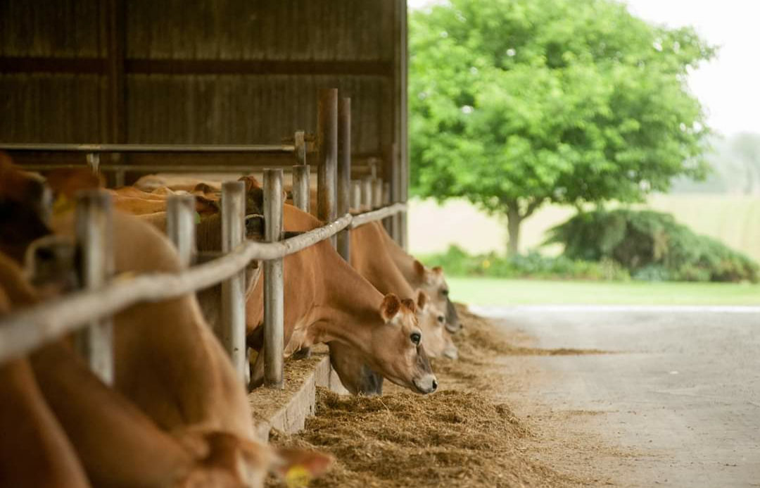 Cows eating at the feed bunk