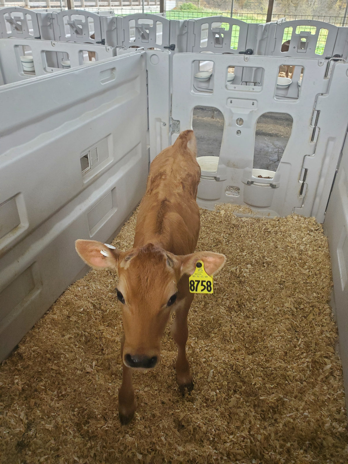 Penny standing in her calf pen on fresh shavings