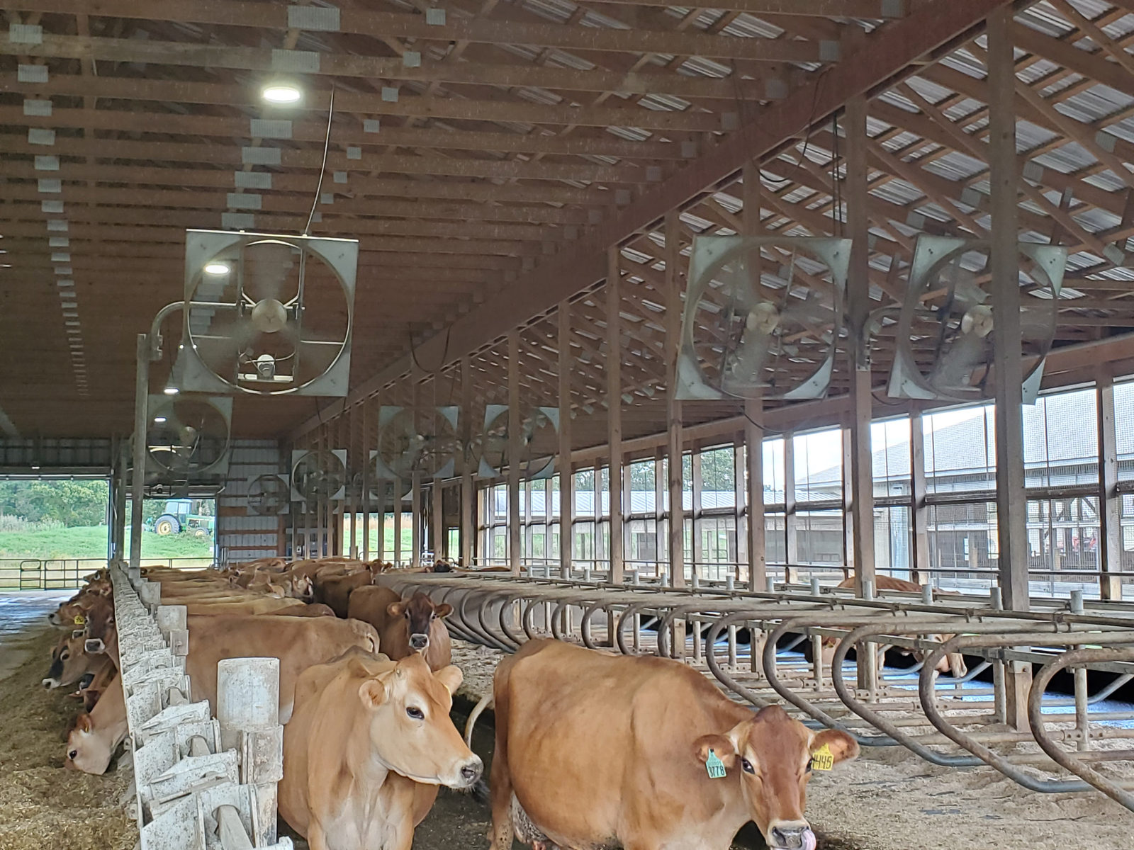 Giant fans above the cows in the free stall barn