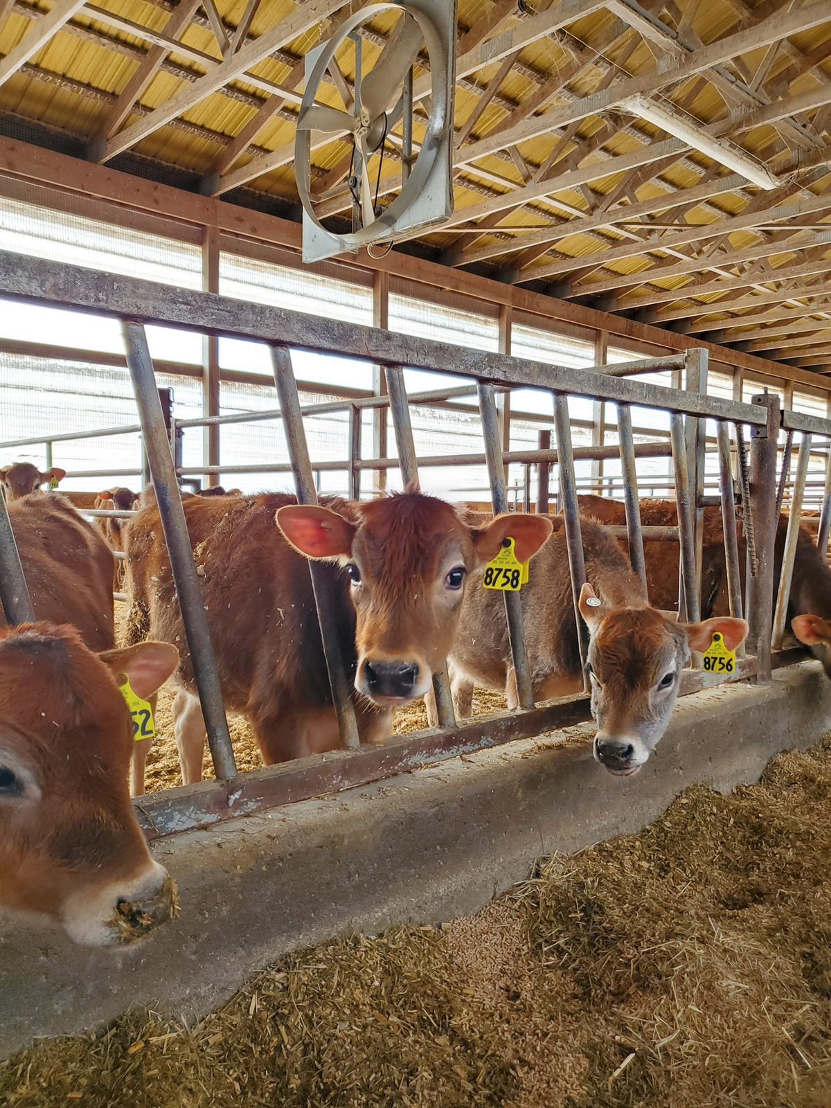 Penny at the feed bunk in her group pen