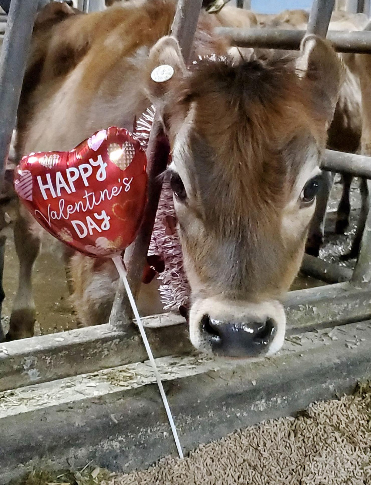 Penny with a Happy Valentine's Day heart balloon