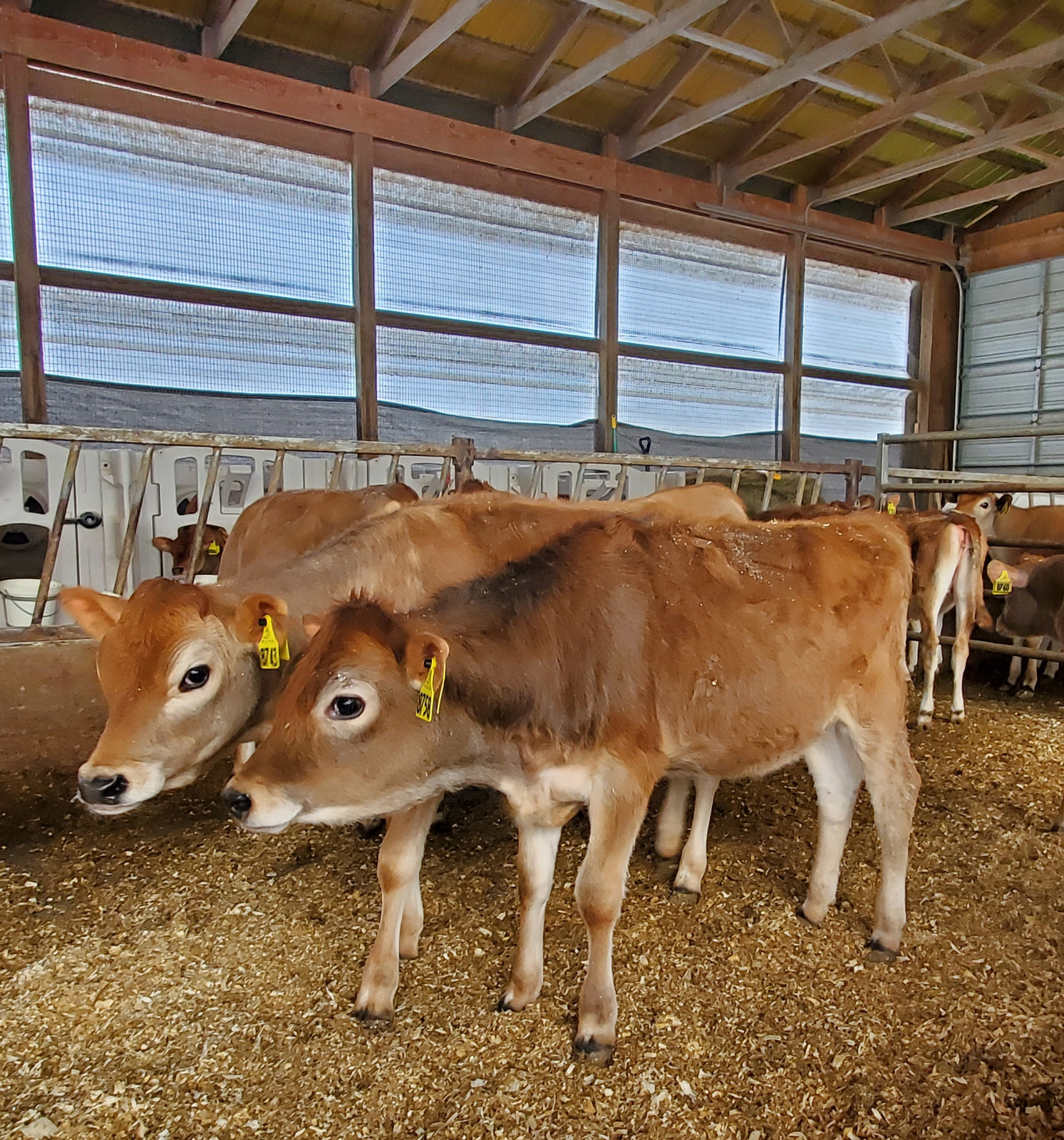 Penny and a herd mate in their group pen