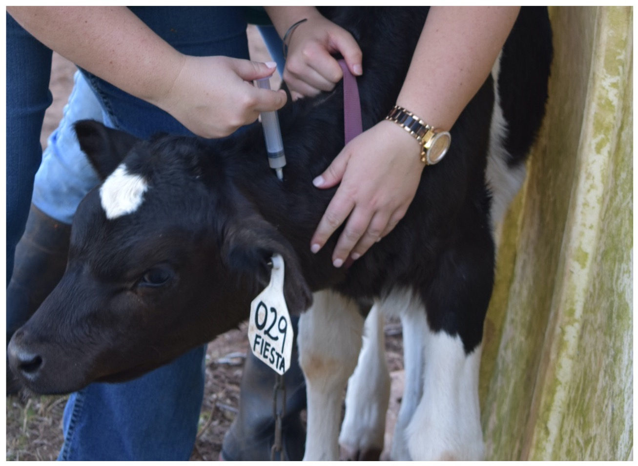 A calf being given a vaccination