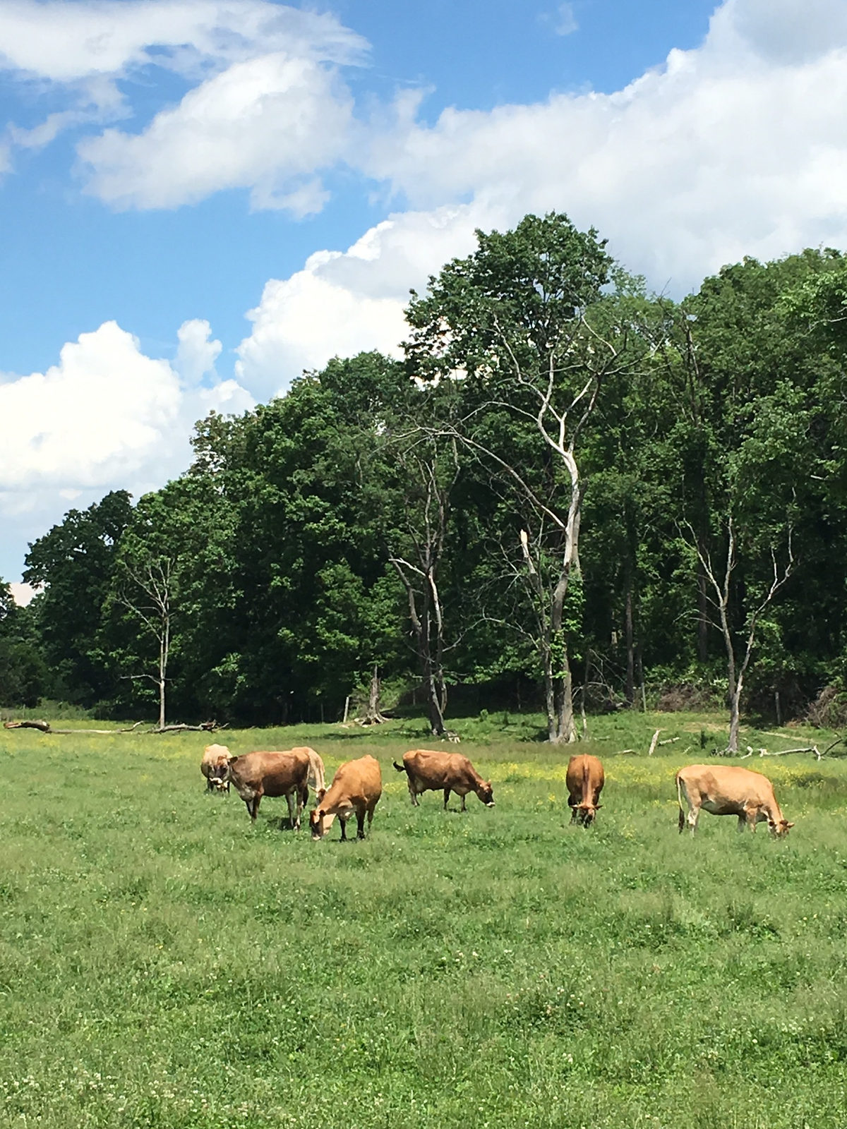 Dry cows grazing on the pasture