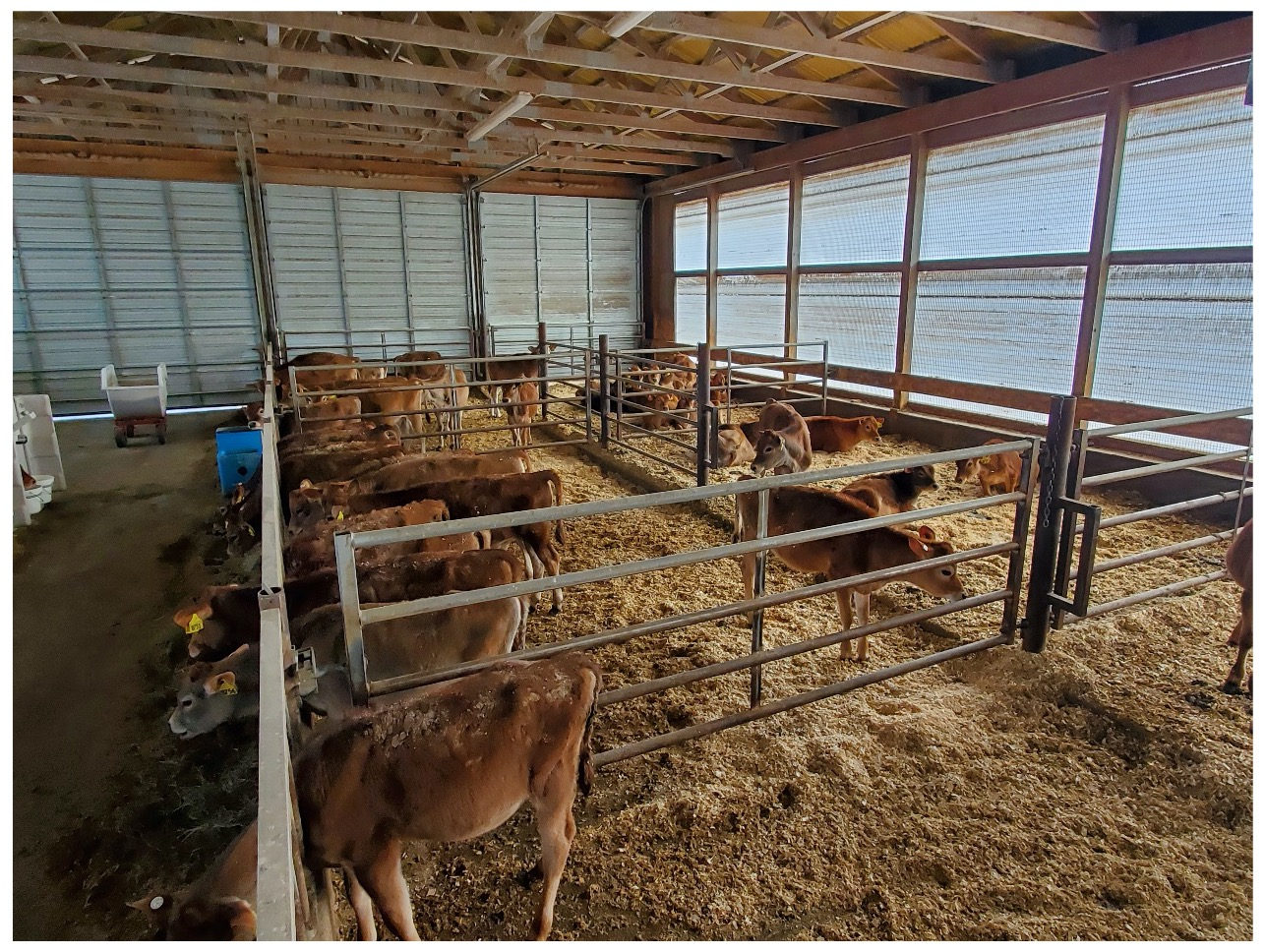 Group pens with sawdust bedding