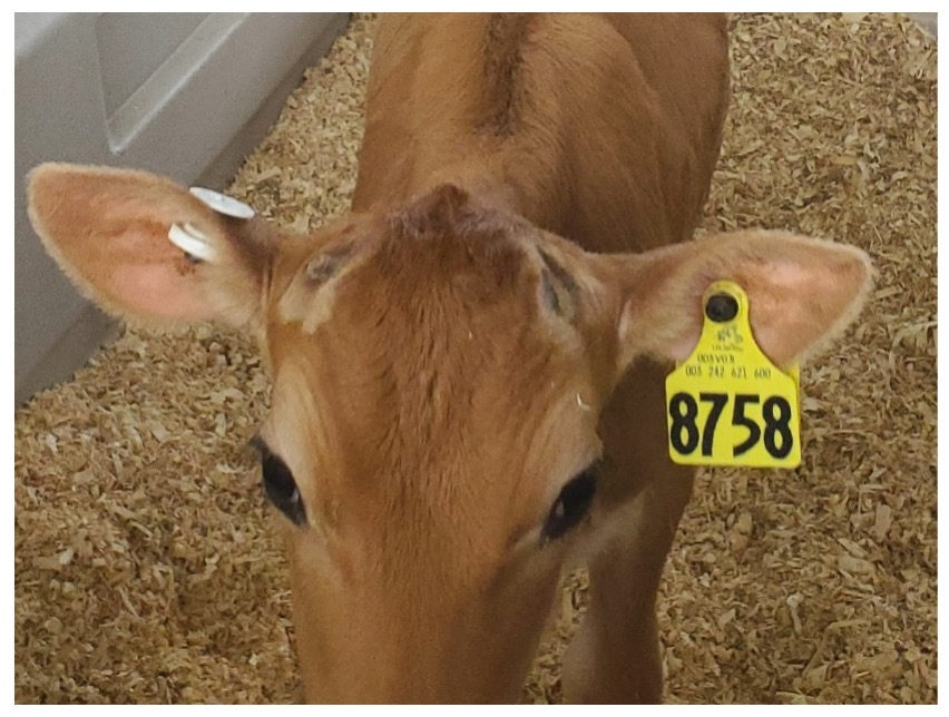 Penny wearing her yellow ear tag, number 8758