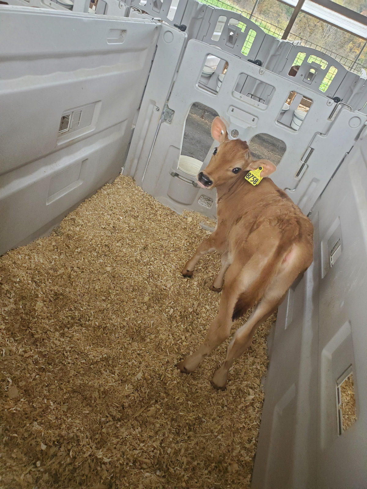 Penny resting in the corner of her pen