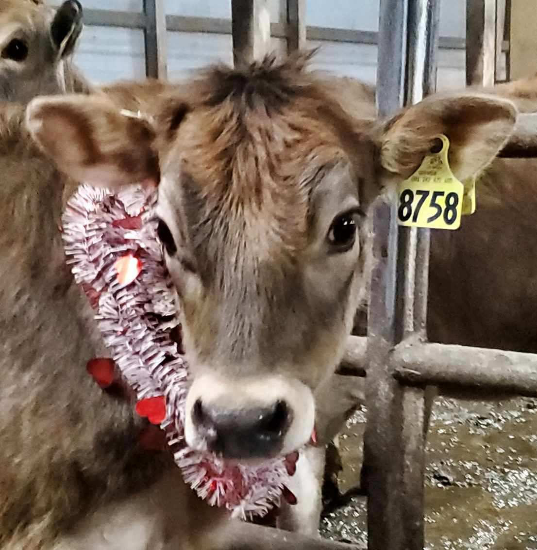 Penny wearing a red Valentine's Day garland