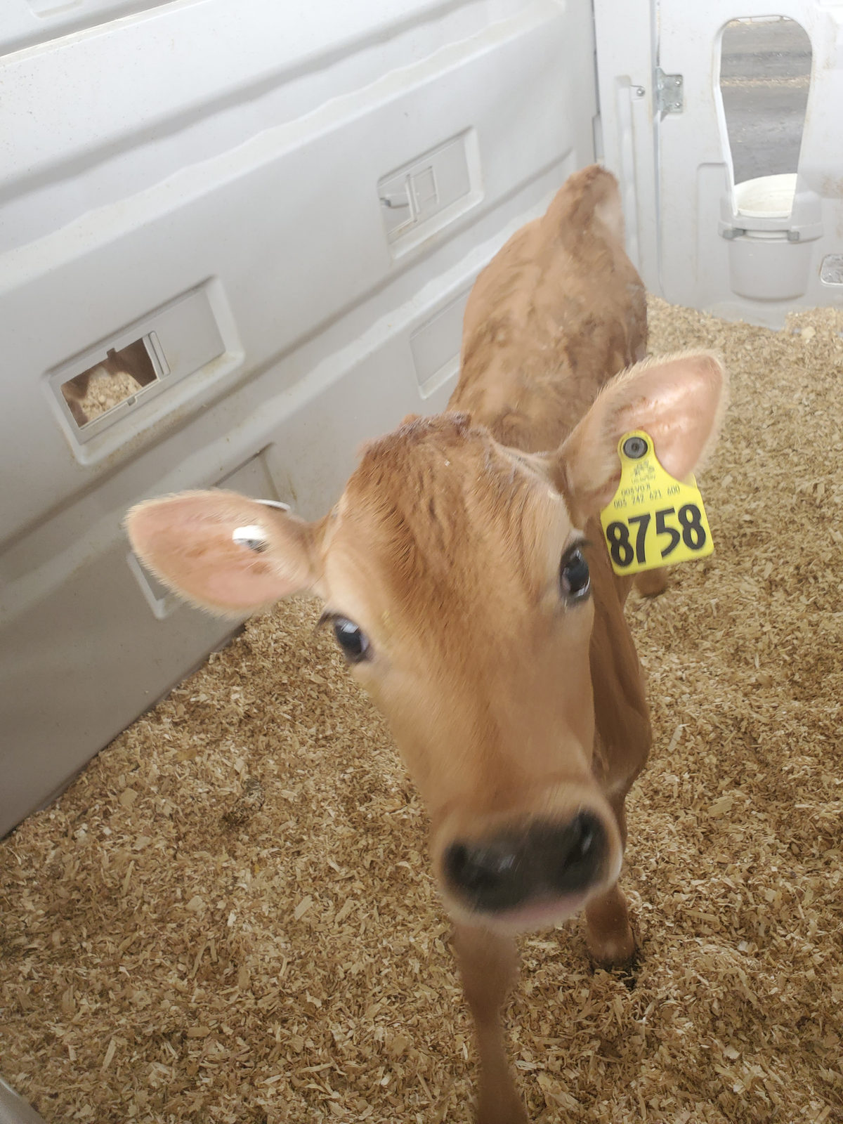 Penny standing in her pen on fresh shavings