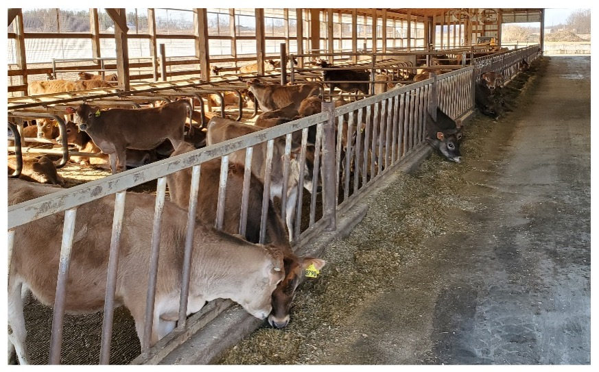 Heifers eating at the feed bunk in their larger group pen