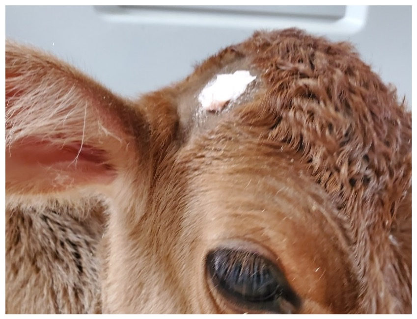 A close-up of the horn bud on Penny's head