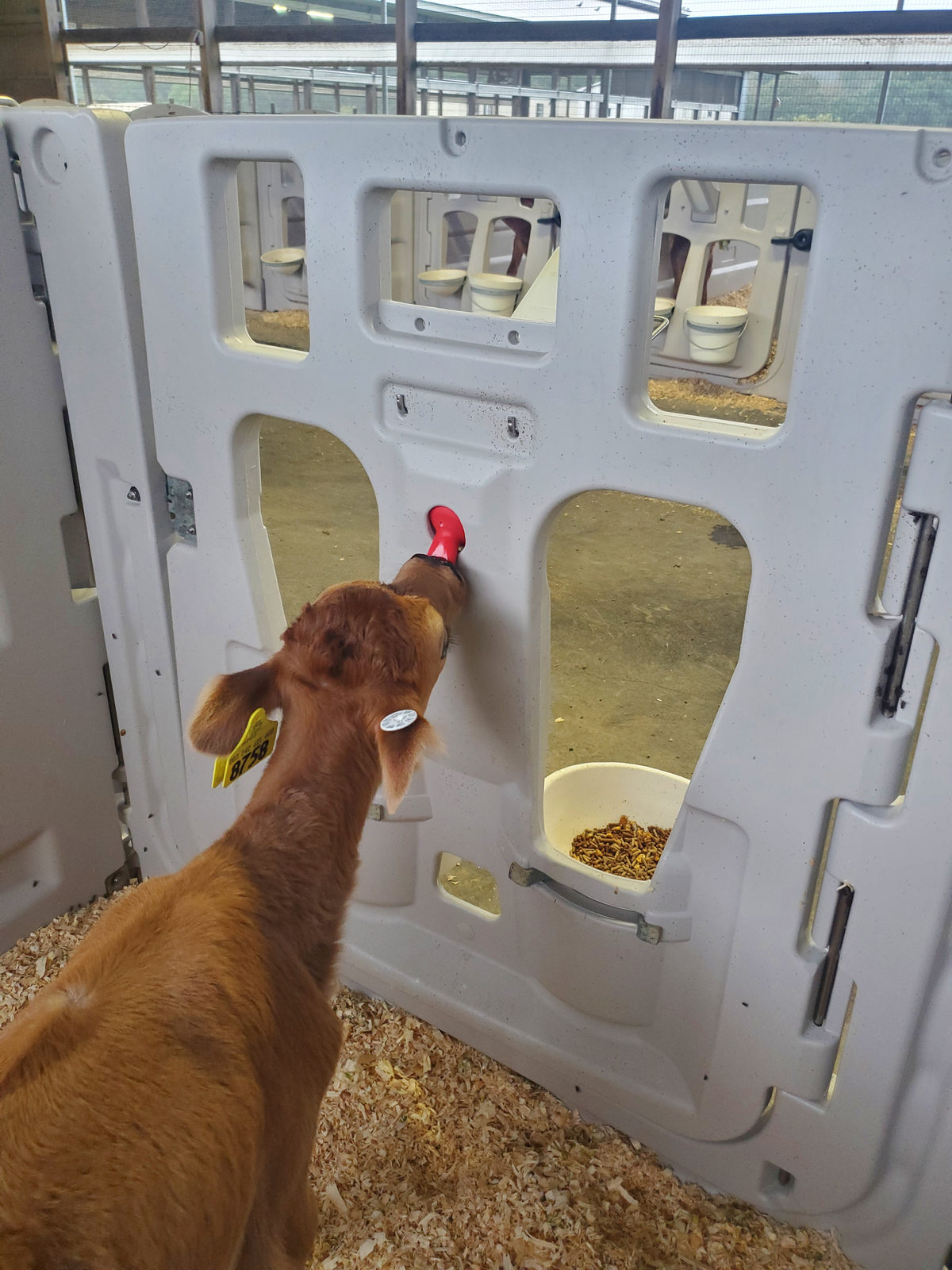 Penny drinks from a bottle in a holder on her calf hutch