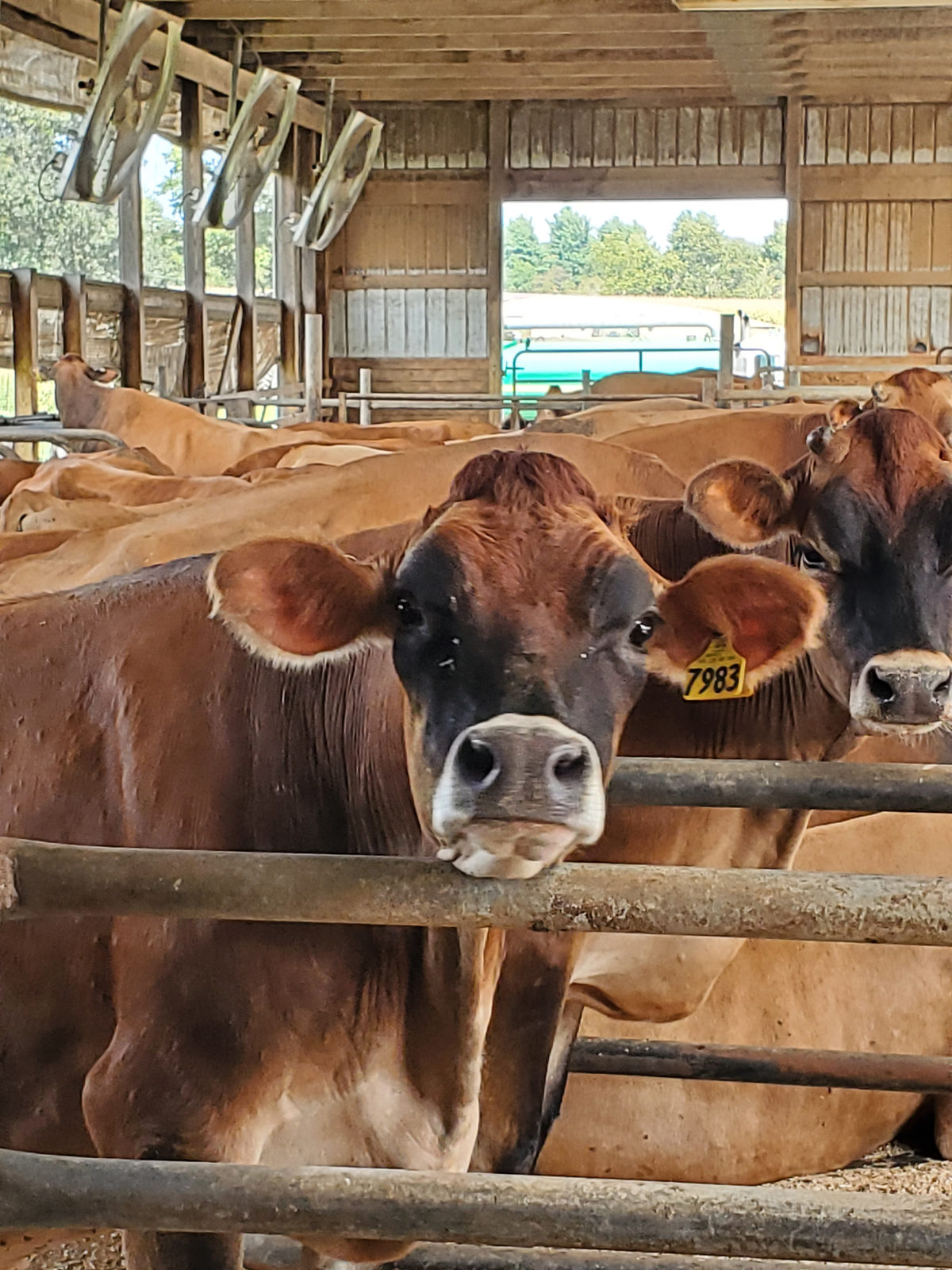 Patti, Penny's mom, a Jersey cow in the barn
