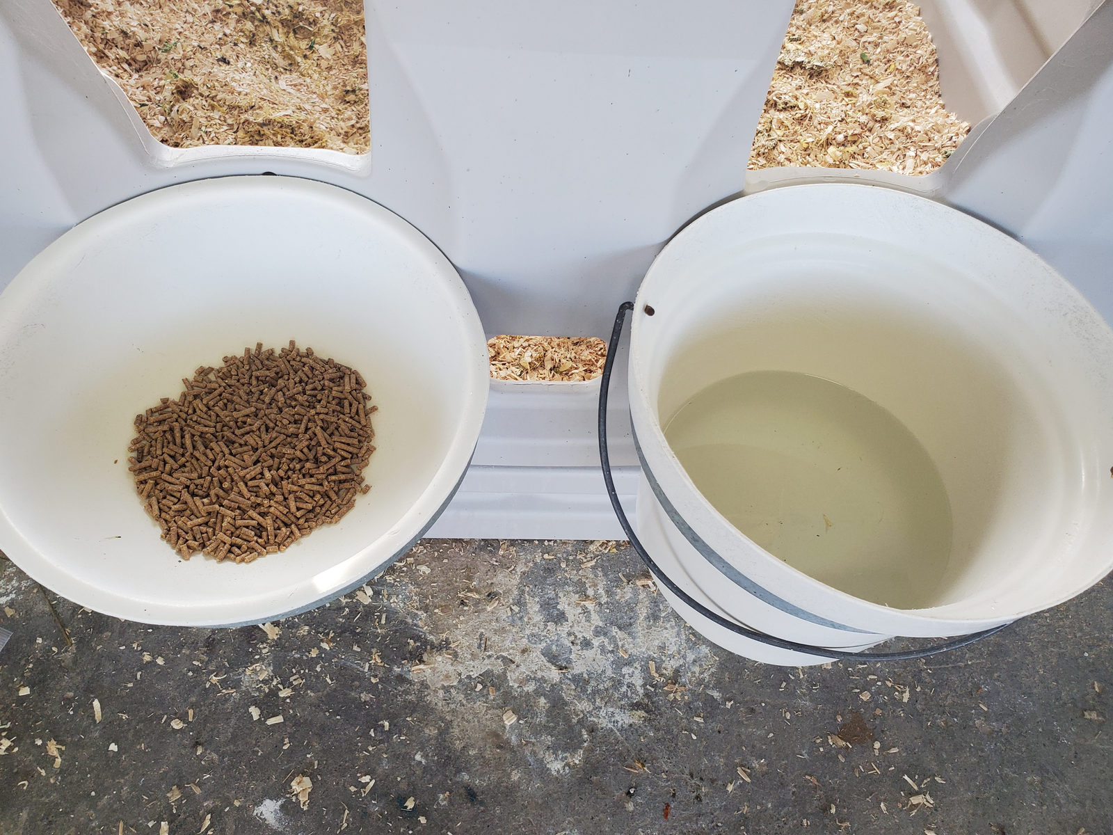 A calf's two pails, one of grain and one of fresh water