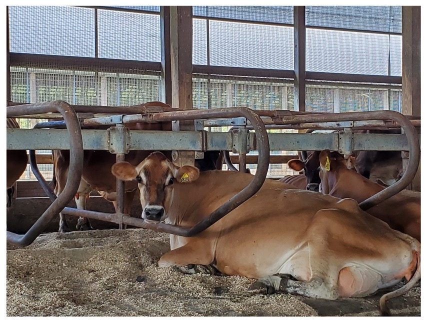 Cows resting on sand beds in the free stall barn