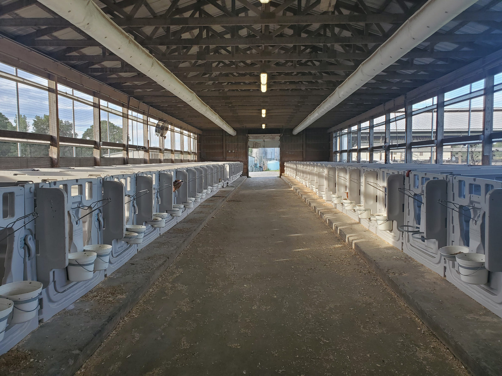 Inside the calf barn, a long row of calf pens