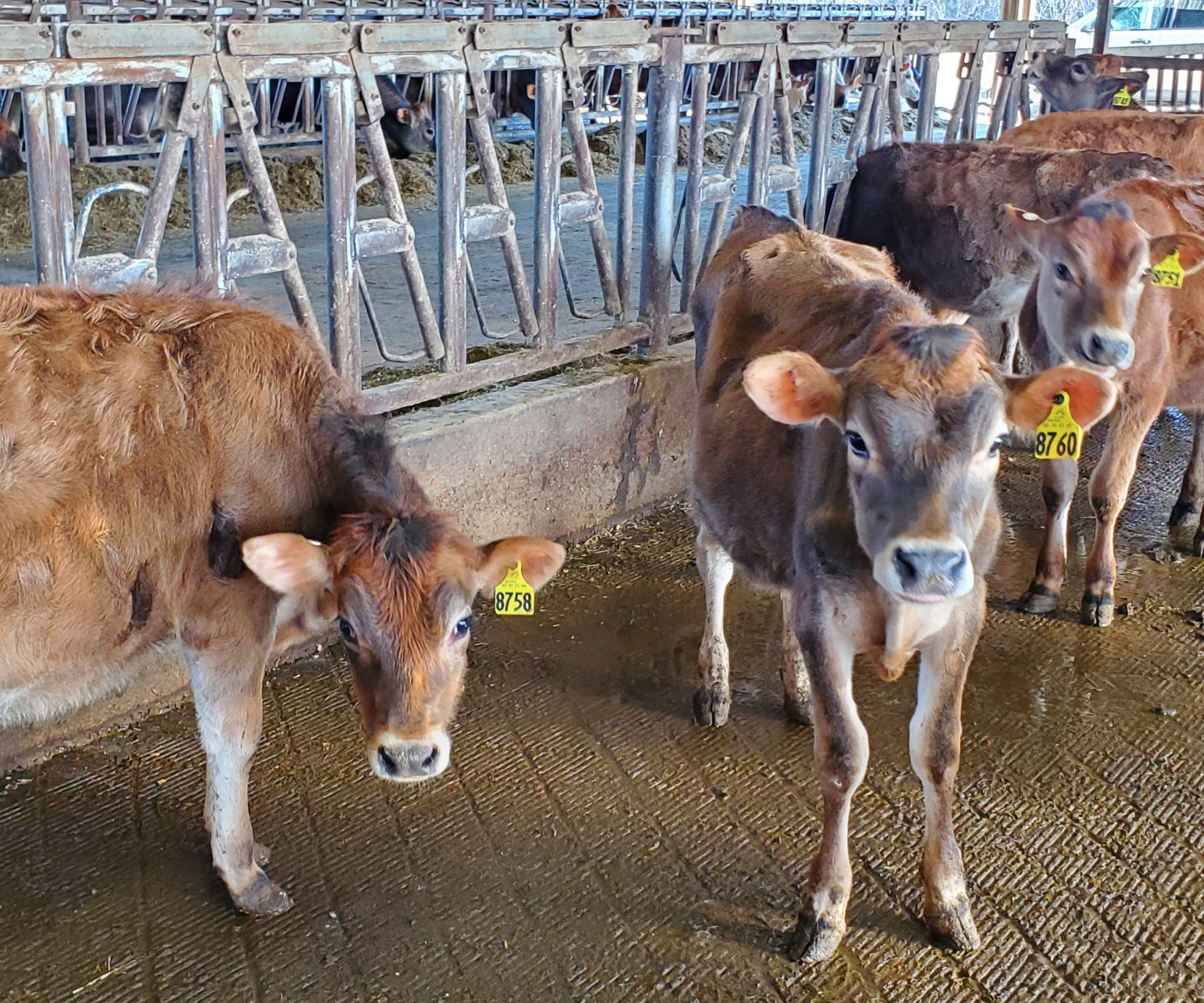 Penny and her herdmates in their group pen