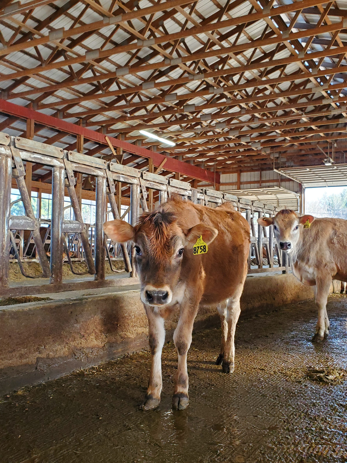 Penny standing in the heifer barn