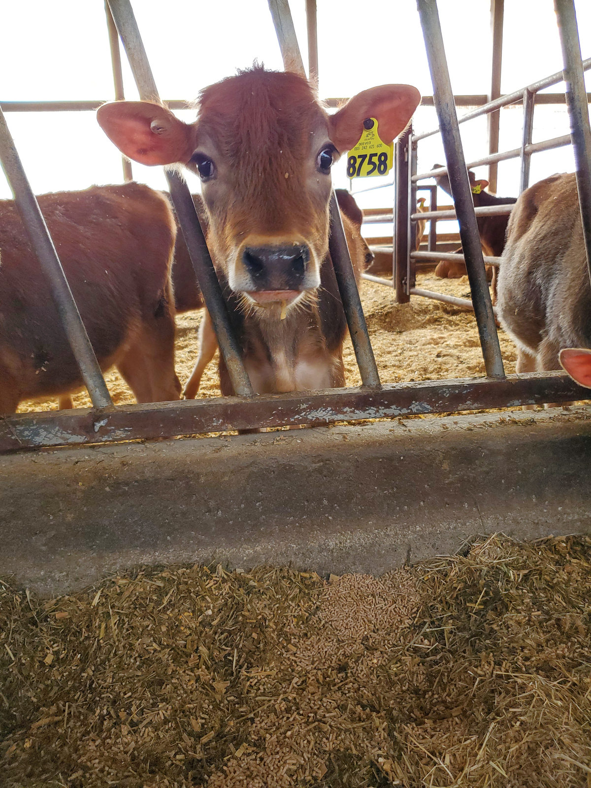 Penny eating at the feed bunk