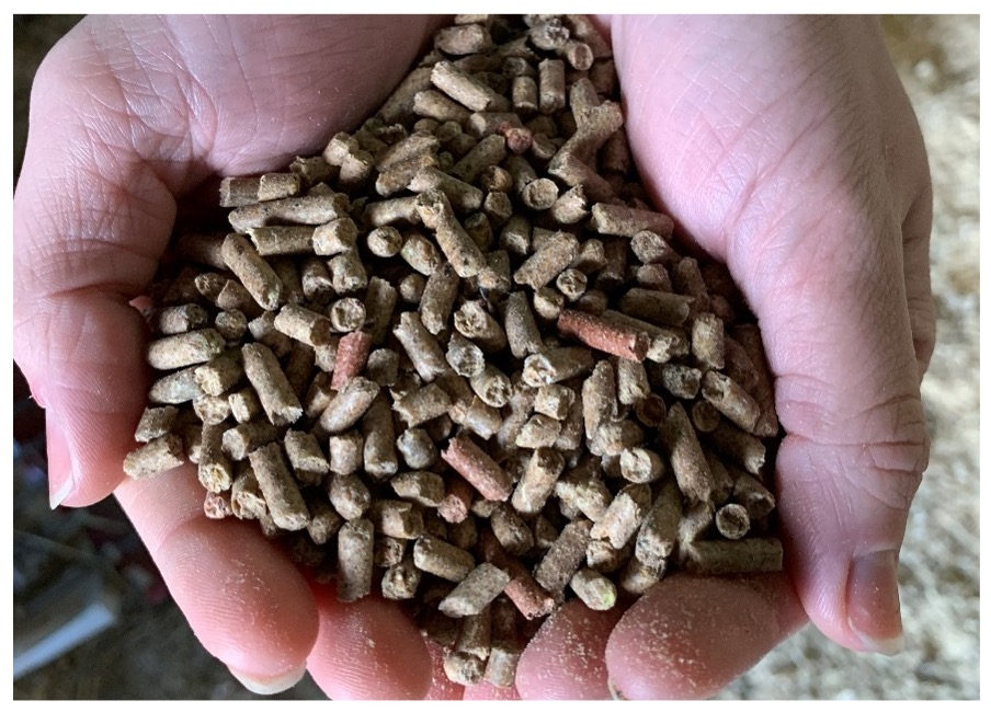 Hands holding the sweet grain pellets Penny eats