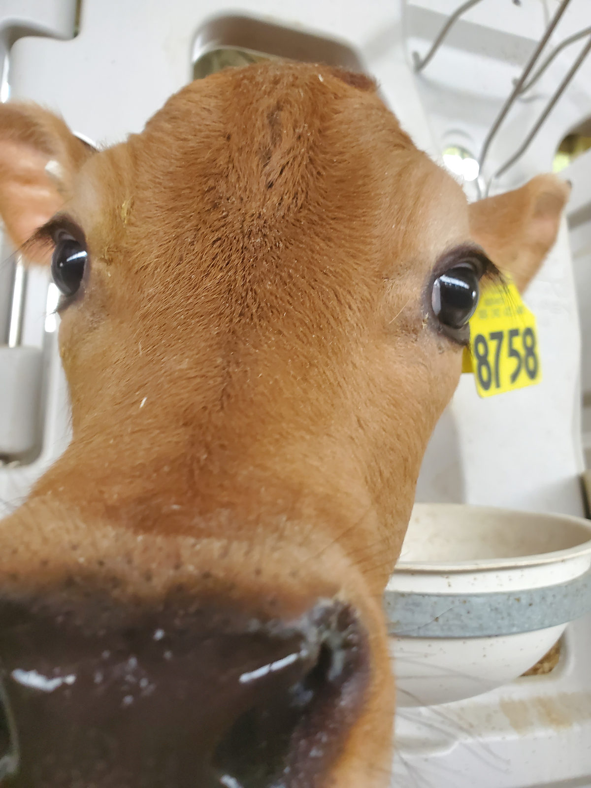 A close-up of Penny's face and ear tag