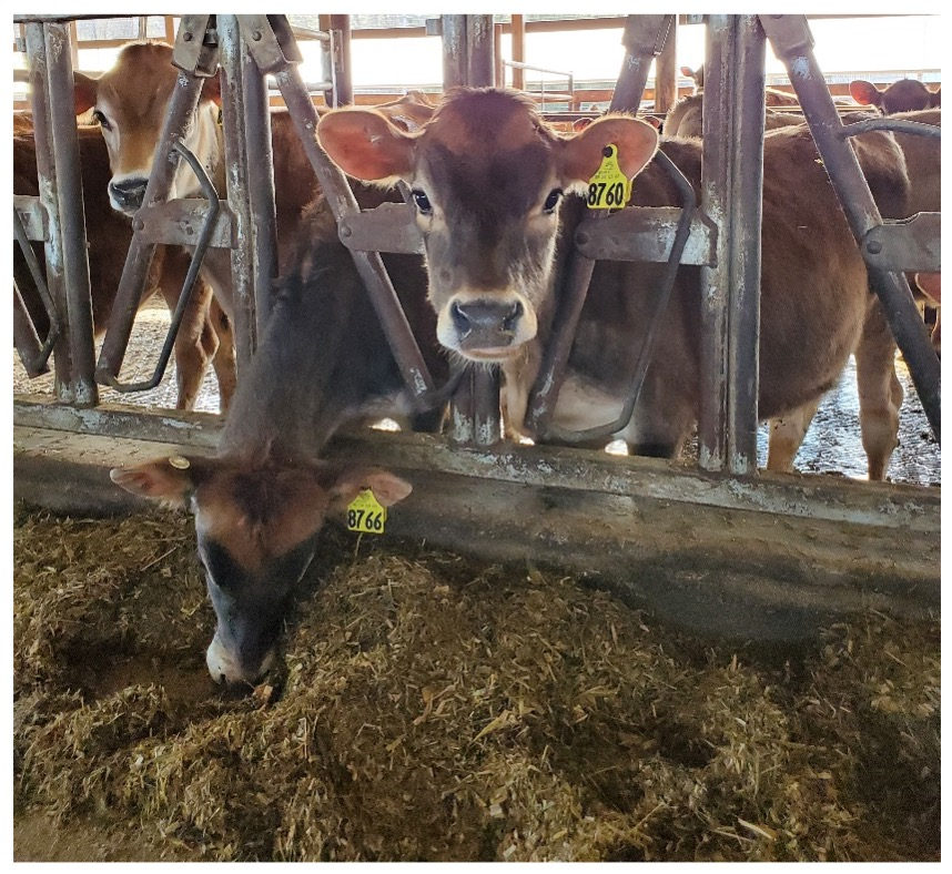 Penny eating TMR at the feed bunk with her herdmates