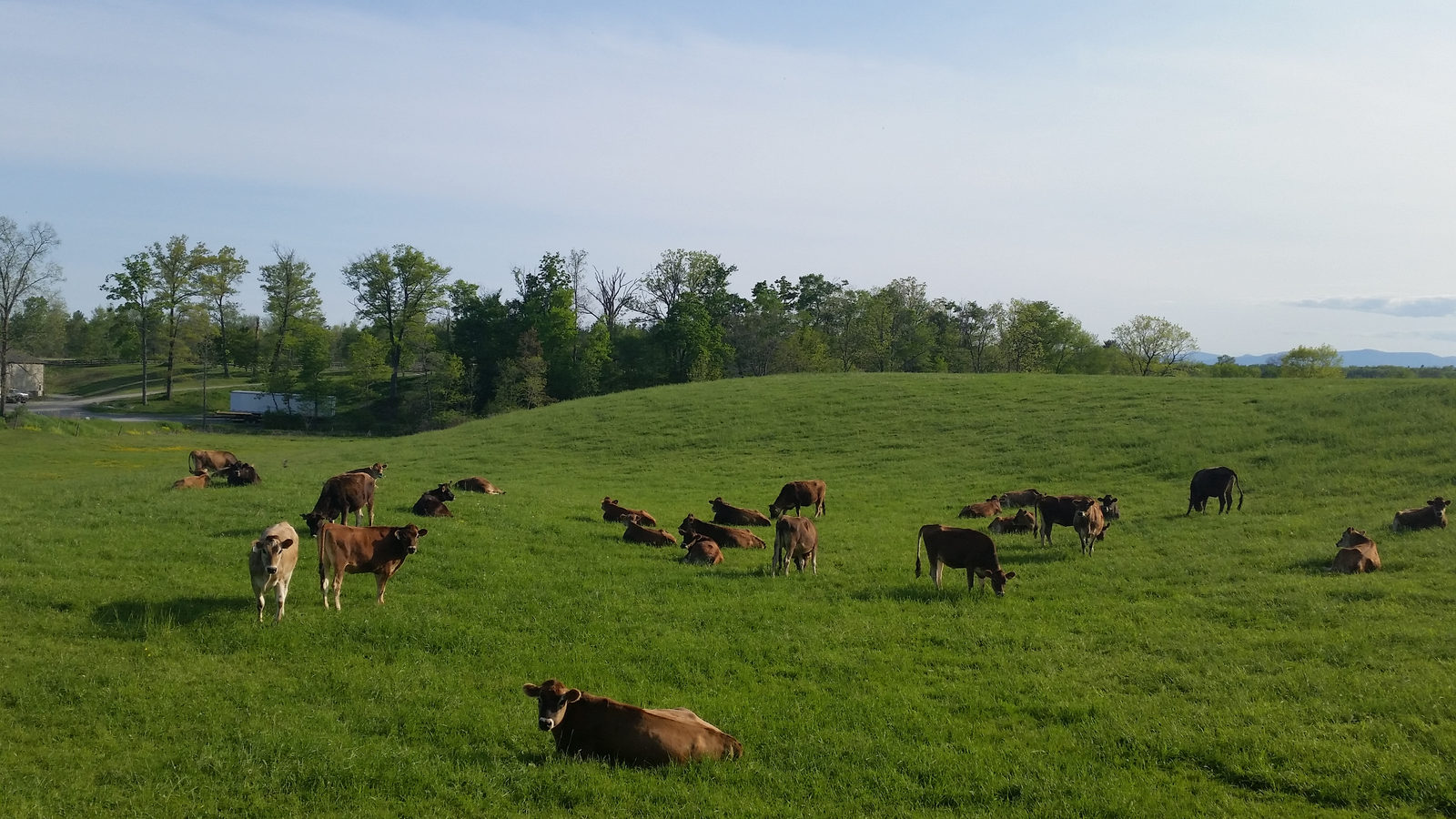 Heifers grazing on a green pasture