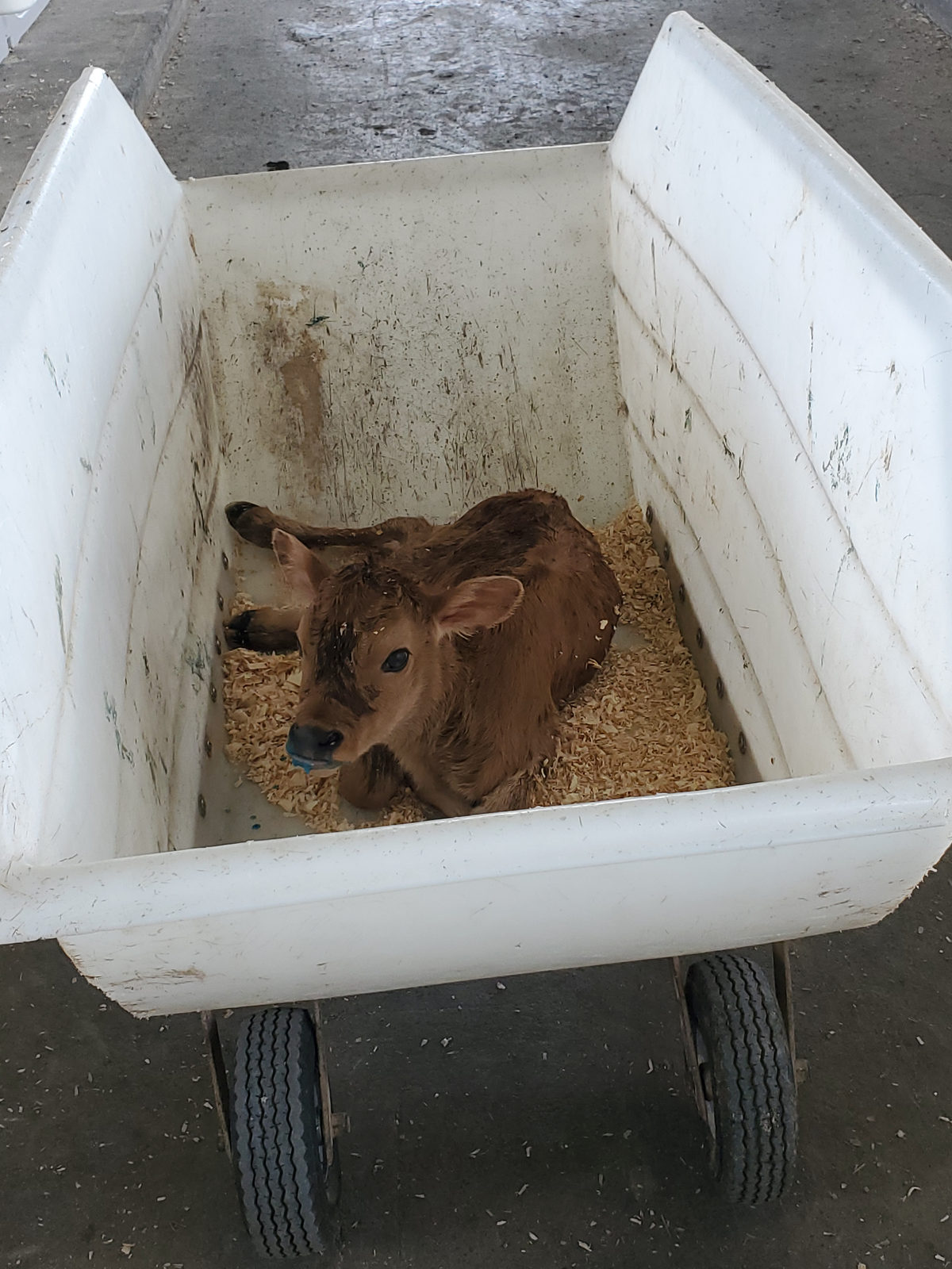 A newborn calf resting in the cart used to move newborns to the calf barn