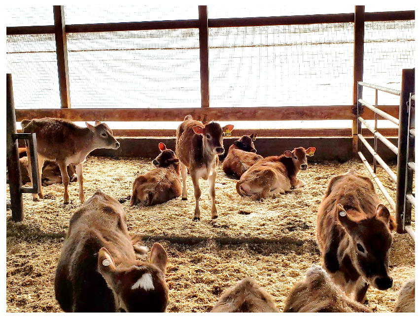 Penny and her herd mates in their new group pen