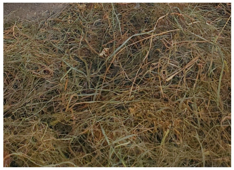 A pile of hay
