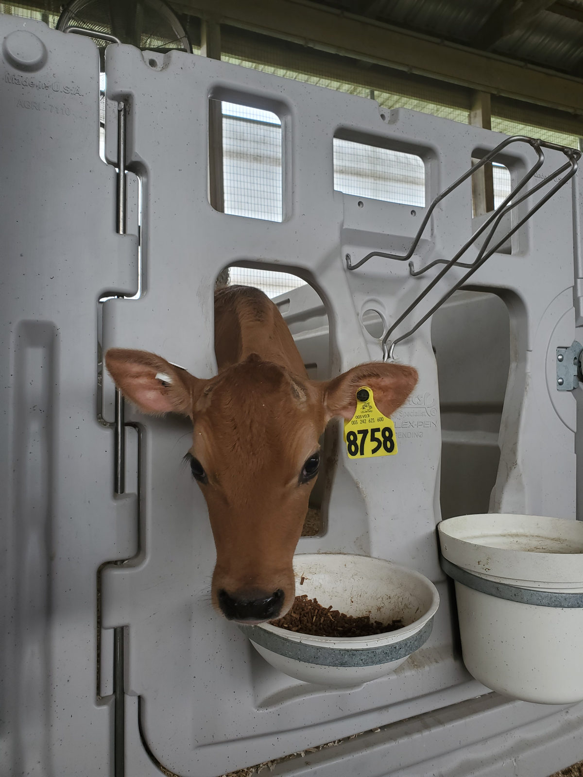 Penny sticks her head out of her calf hutch