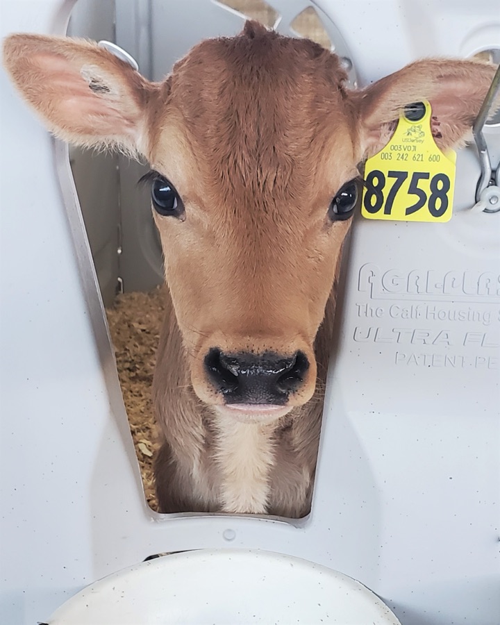 Penny, the calf P.S. 28 adopted, at Dutch Hollow Farm.