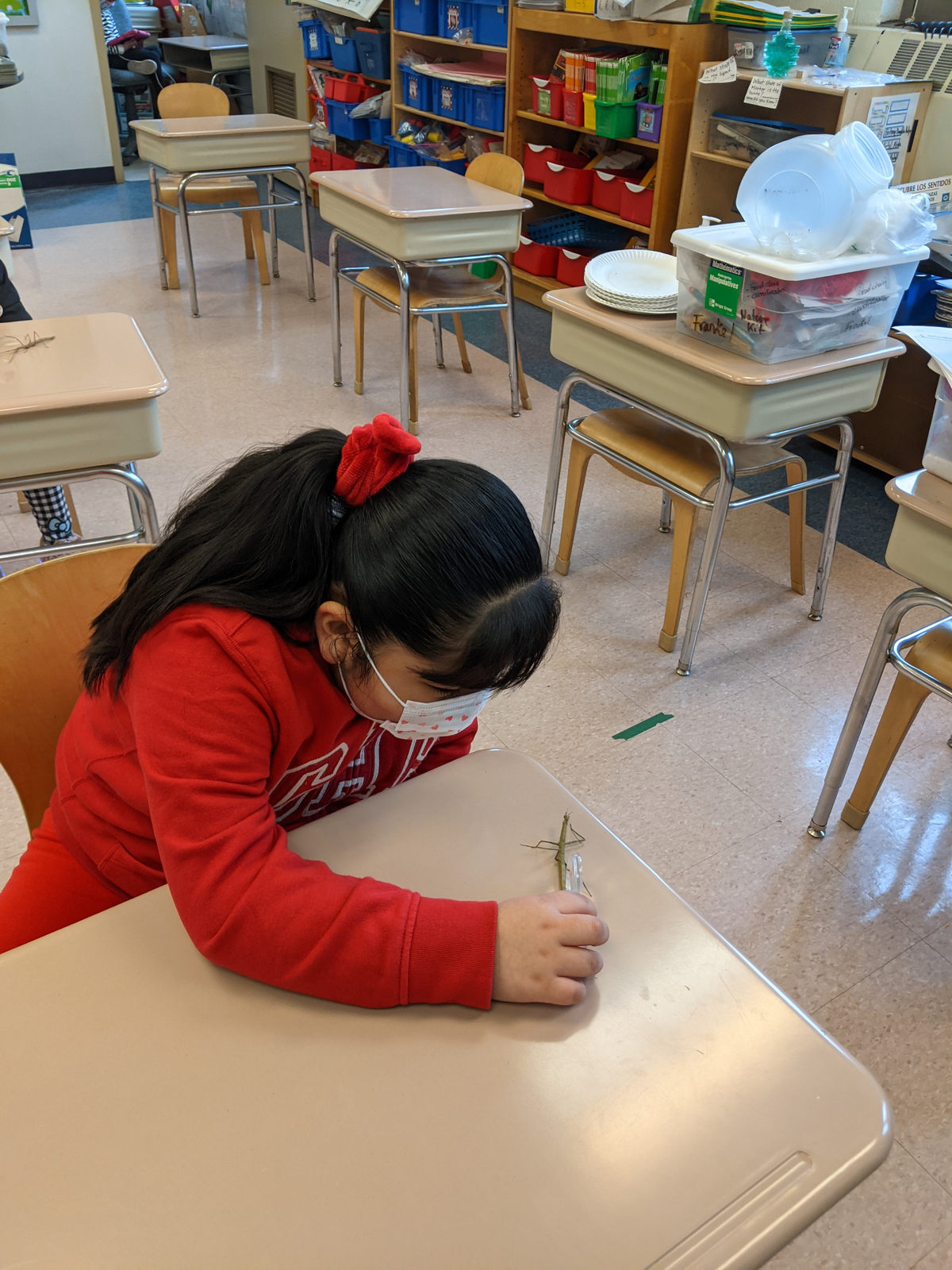 Student watching a stick bug on her desk