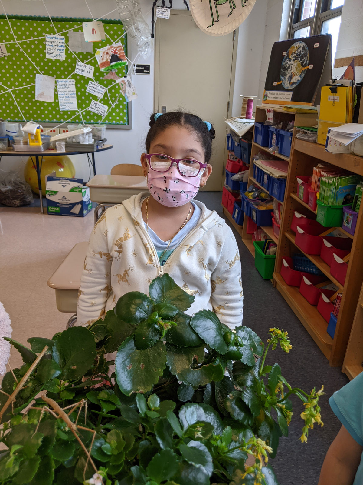 Student with stick bugs on the class plant