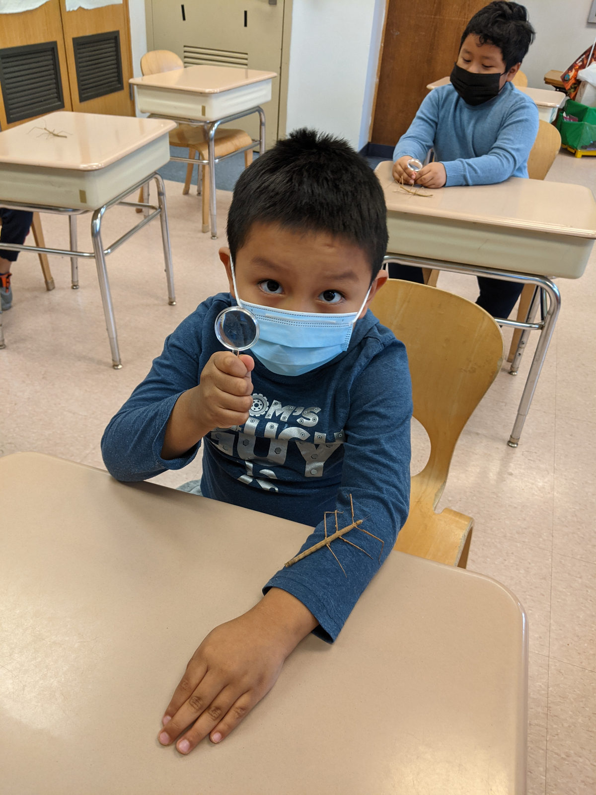 Student with a magnifying glass and a stick bug on his desk