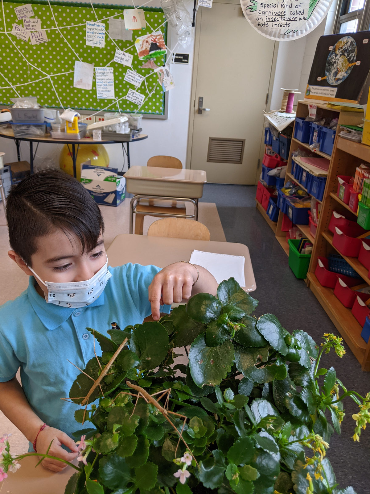 Student looking for stick bugs on the class plant