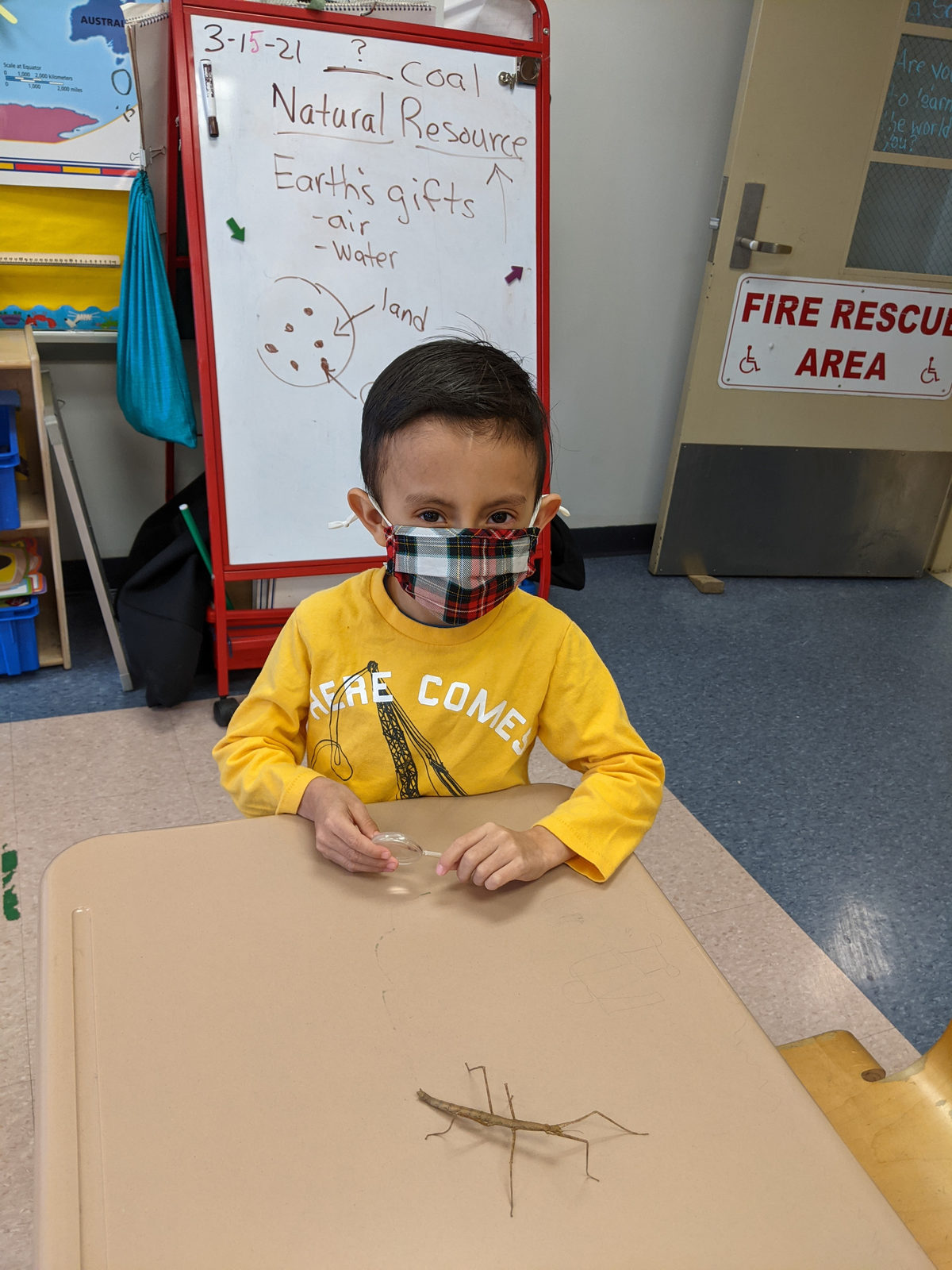 Student watching a stick bug crawl across his desk