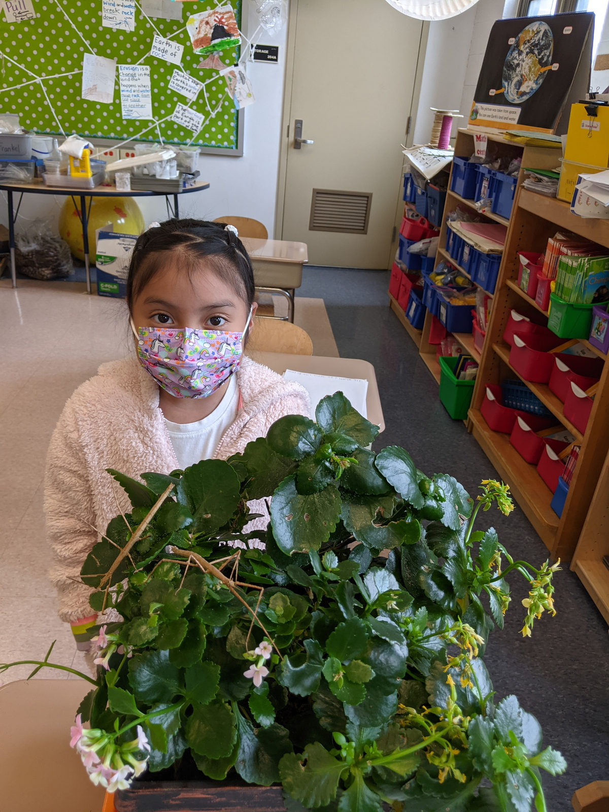 Student with stick bugs on the class plant
