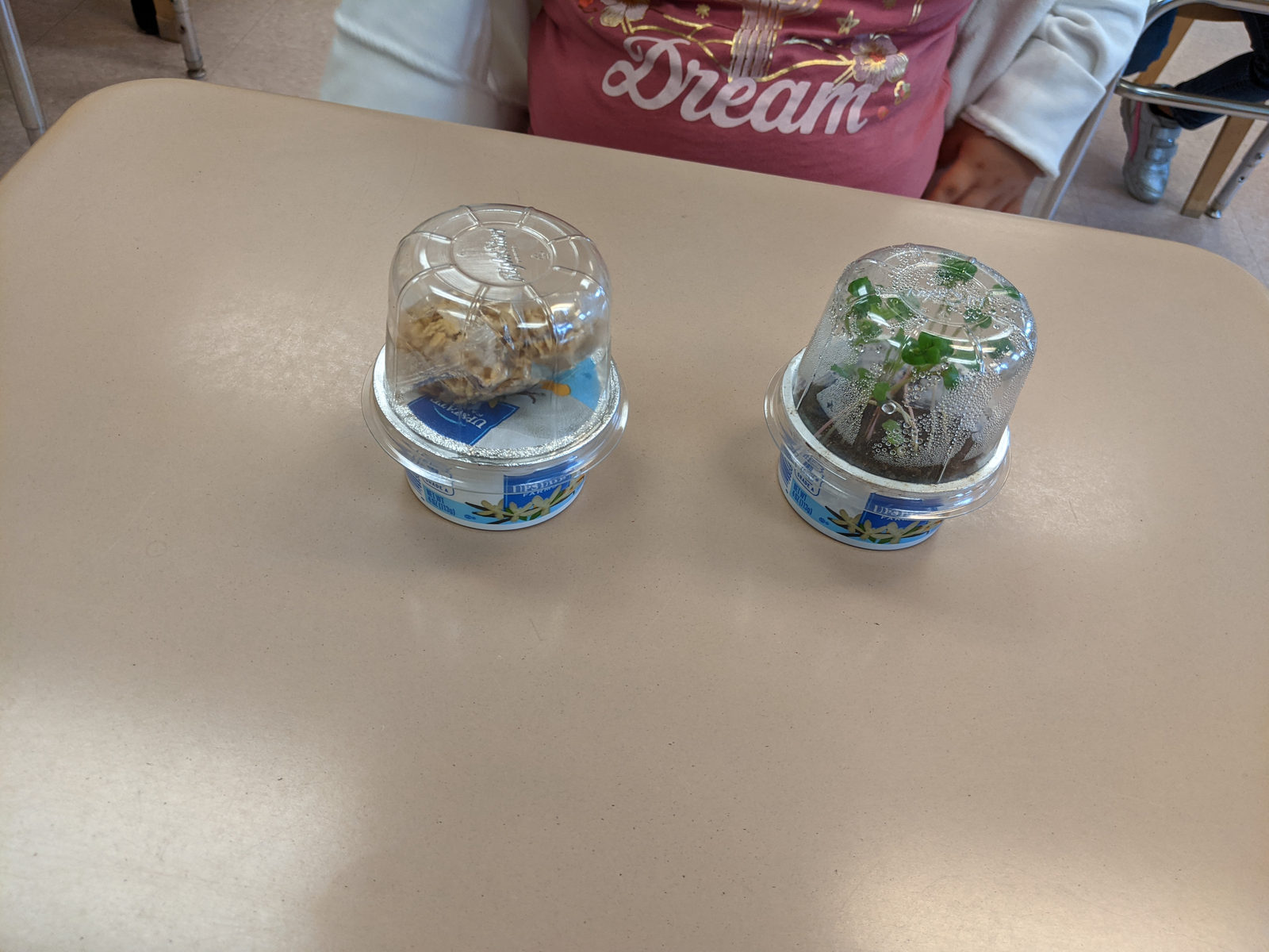 Two mini terrariums made from recycled plastic cups