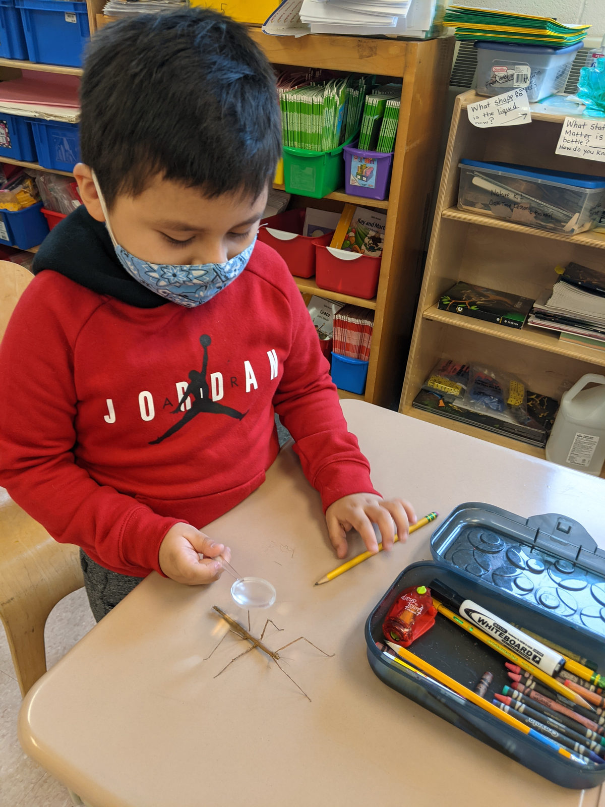 Student using a magnifying glass to look at a stick bug
